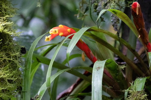 Guzmania stenostachya