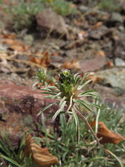 Chaetanthera chilensis