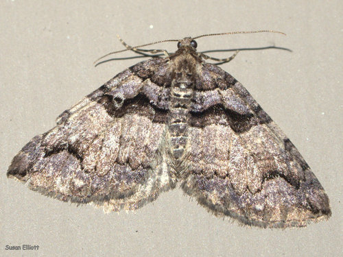 Variable Carpet Moth