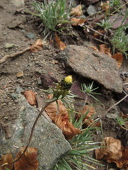 Chaetanthera chilensis