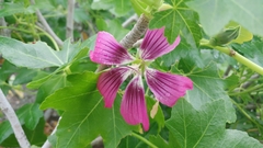 Malva assurgentiflora glabra