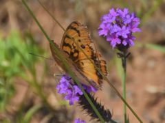 Catacroptera cloanthe cloanthe