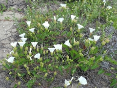 Calystegia macrostegia amplissima