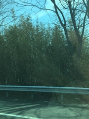 Phyllostachys aureosulcata