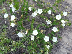 Calystegia macrostegia amplissima