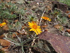 Chaetanthera chilensis