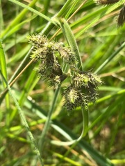 Fuirena pubescens