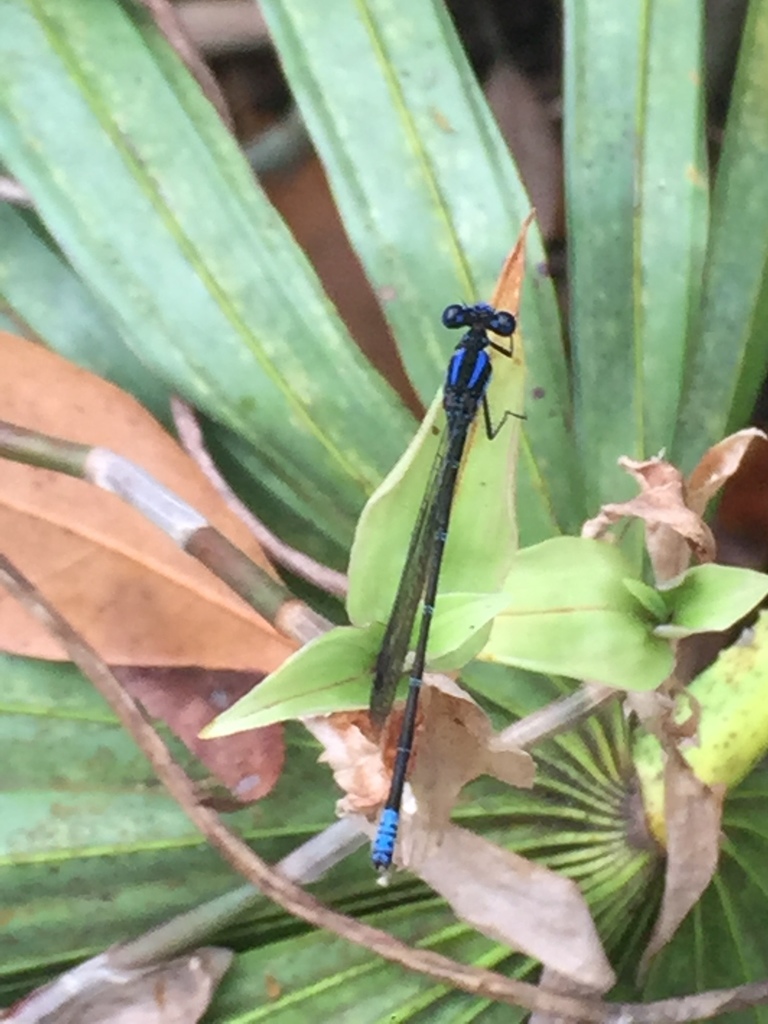 Blue-ringed Dancer from 3285 Glenna Ln, Sarasota, FL, US on March 12 ...