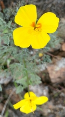 Eschscholzia ramosa