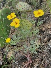 Eschscholzia ramosa