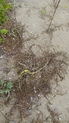 Xerarionta intercisa