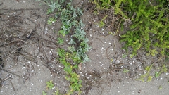 Xerarionta intercisa