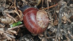 Xerarionta intercisa