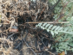 Xerarionta intercisa