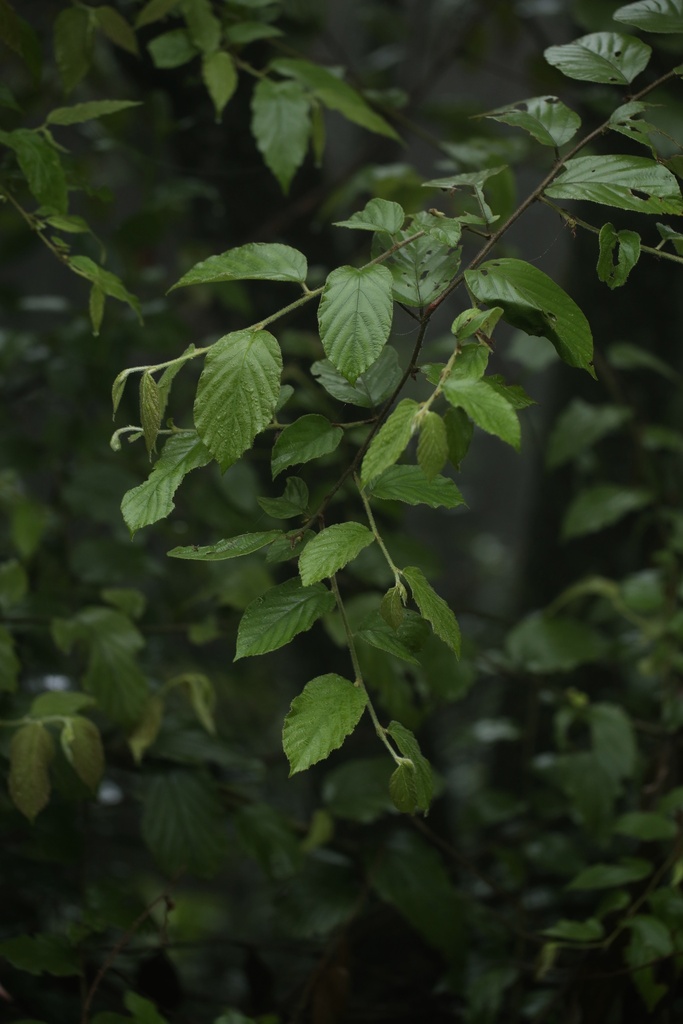 Rubus assamensis (Rubus assamensis)