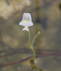 Purple Bladderwort (Utricularia purpurea)