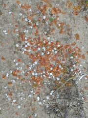 Xerarionta intercisa