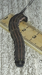 Isognathus scyron