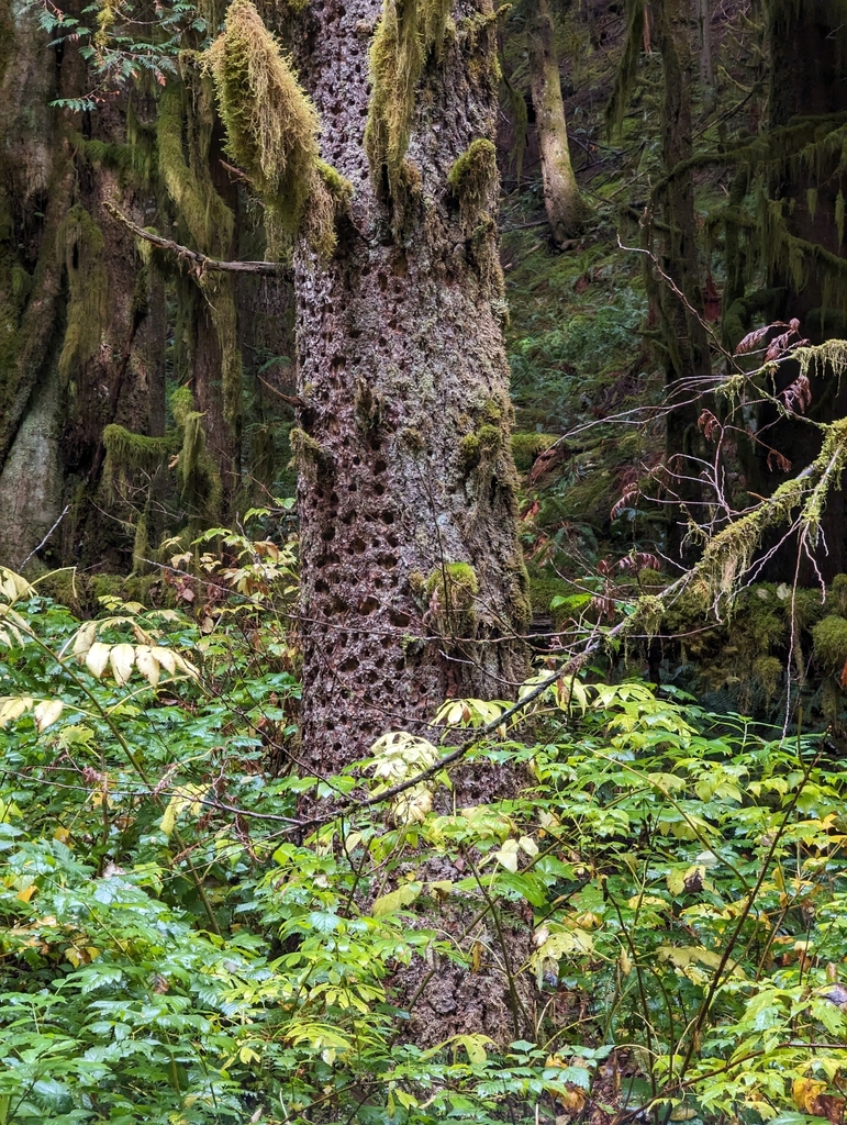 Dryocopus from North Bend, WA 98045, USA on October 14, 2023 at 11:33