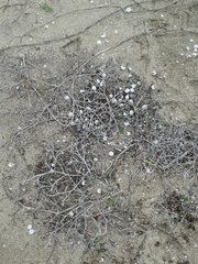 Xerarionta intercisa