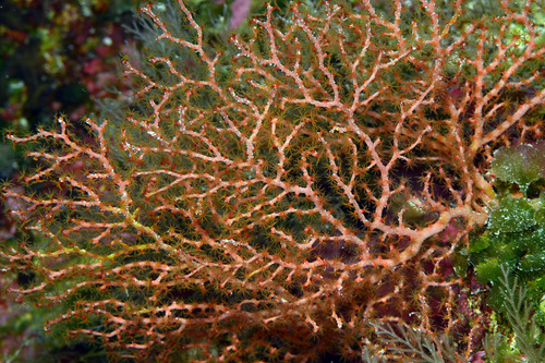 Keroeides observed 2014-05-11