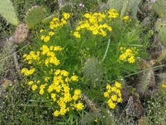 Senecio lyonii