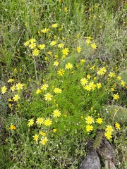Senecio lyonii