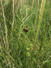 Cyperus congestus