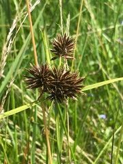 Cyperus congestus