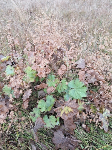 Alchemilla mollis