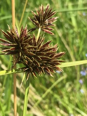 Cyperus congestus