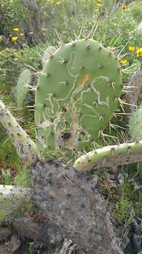 Opuntia Leaf Miner photo 4