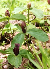 Trillium sessile