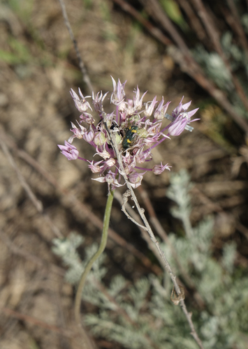 Allium rubellum, photograph 1