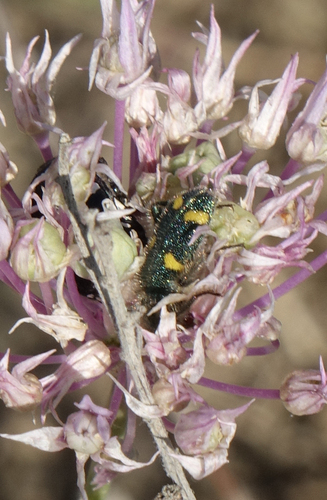 Allium rubellum, photograph 2