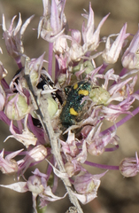 Allium rubellum, photograph (c) Oleg Kosterin, some rights reserved (CC BY)