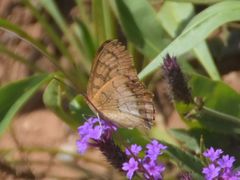 Catacroptera cloanthe cloanthe