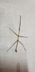 Libethra