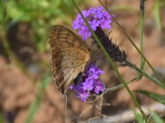 Catacroptera cloanthe cloanthe