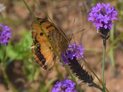 Catacroptera cloanthe cloanthe