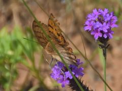 Catacroptera cloanthe cloanthe