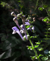 Scutellaria altissima