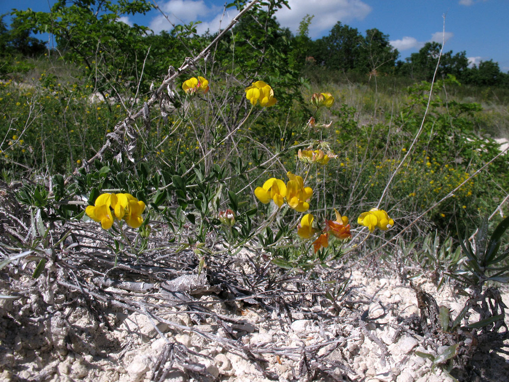 Lotus stepposus