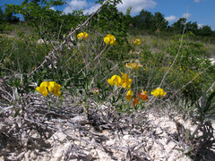 Lotus stepposus