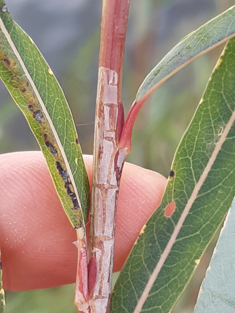 Phyllocnistis ramulicola