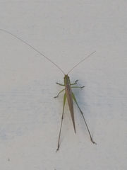 Conocephalus longipes
