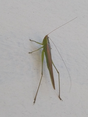 Conocephalus longipes