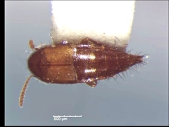 Tachyporus nitidulus