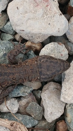 Xantusia riversiana