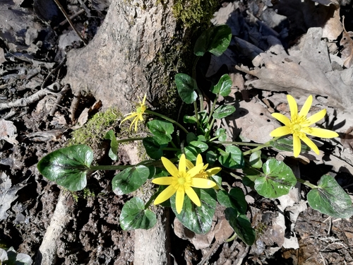 Lesser celandine
